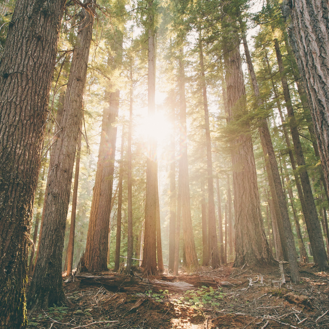 INTO THE WOODS
